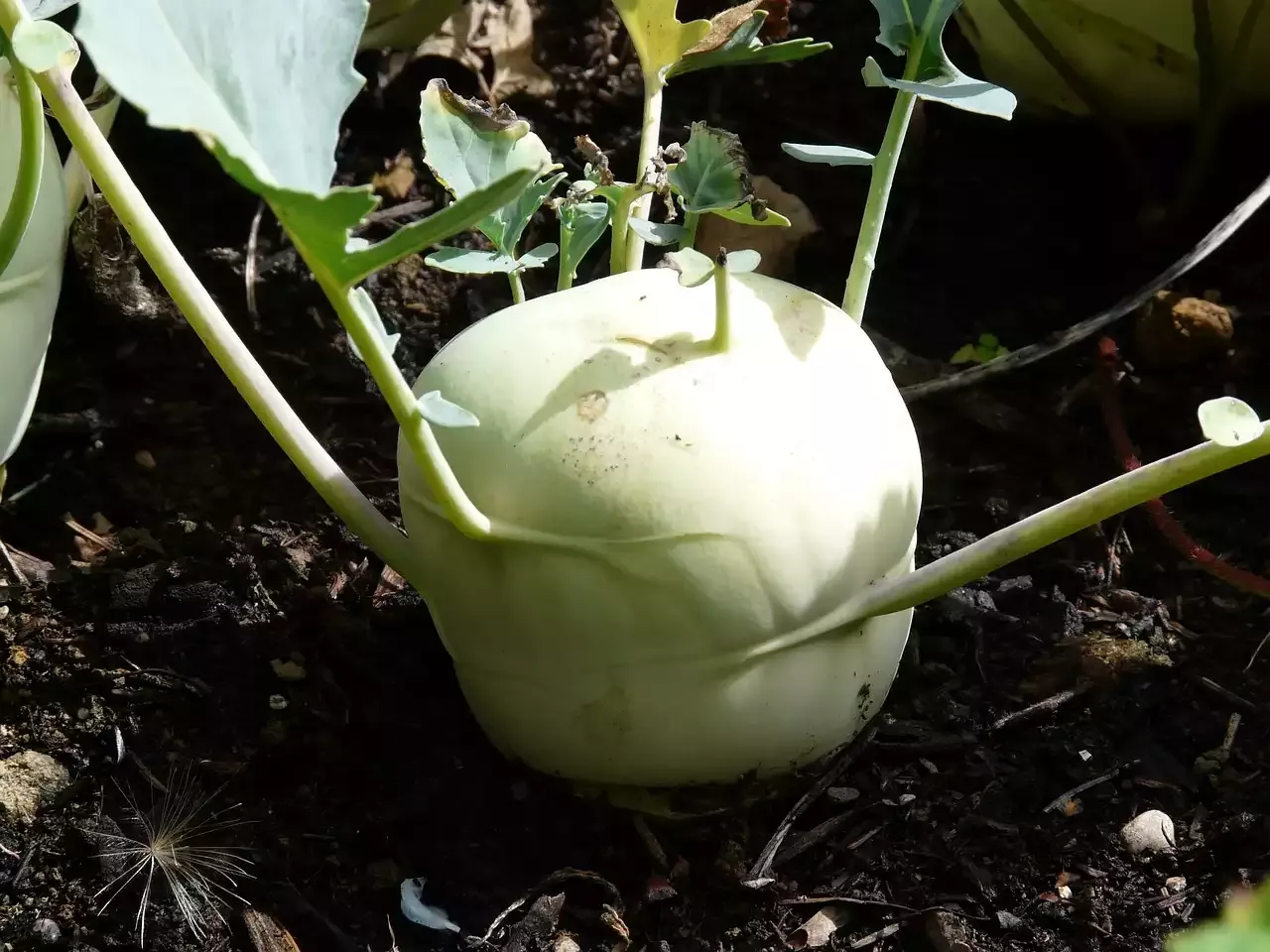 Verduras con alto contenido de almidón.